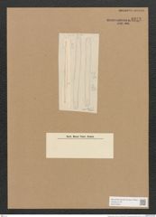 Diatomeae indet. (de-Toni-Nr.: Species 2094 ?) Zeichnungen Sammlung Grunow Nr. 4373 (NHMW-BOT-W0372550)